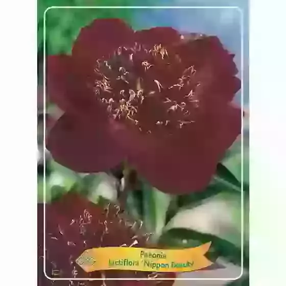 Paeonia Nippon Beauty